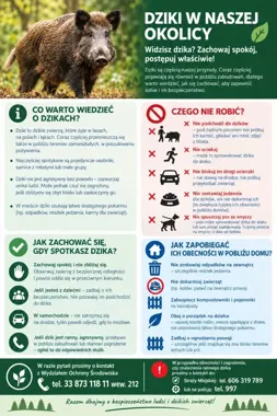 Dziki pojawiają się w Wadowicach. Urząd przypomina, jak reagować