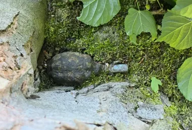 Granat w lesie pod Wadowicami - saperzy nie ryzykowali ani chwili